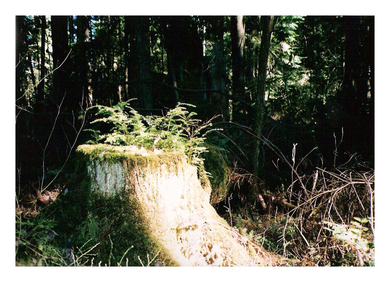 stump