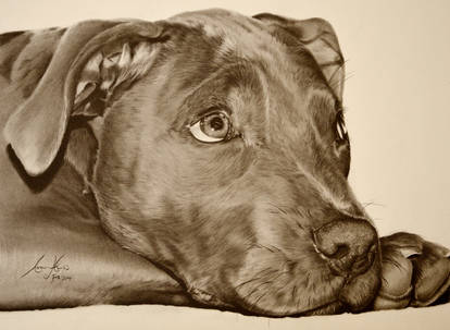 Commission - English Blue Staffordshire Terrier