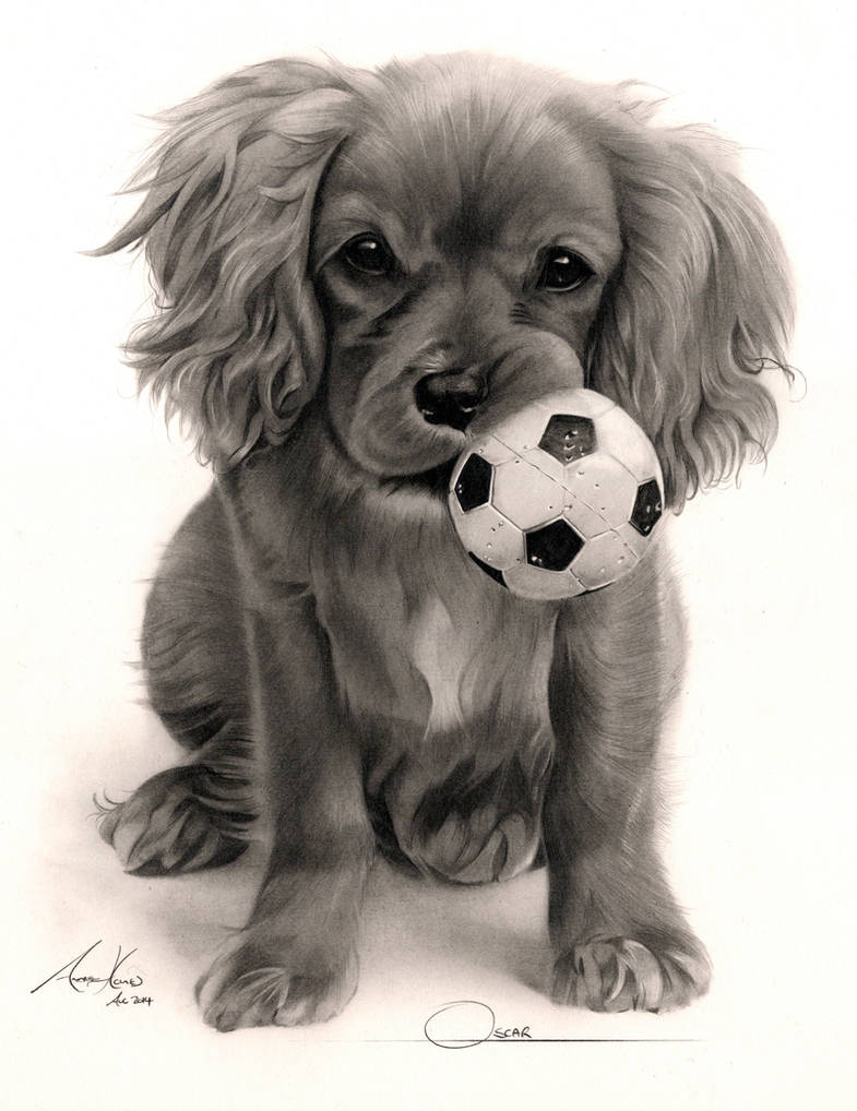 Commission - 'Oscar' Ruby King Charles Spaniel by Captured-In-Pencil