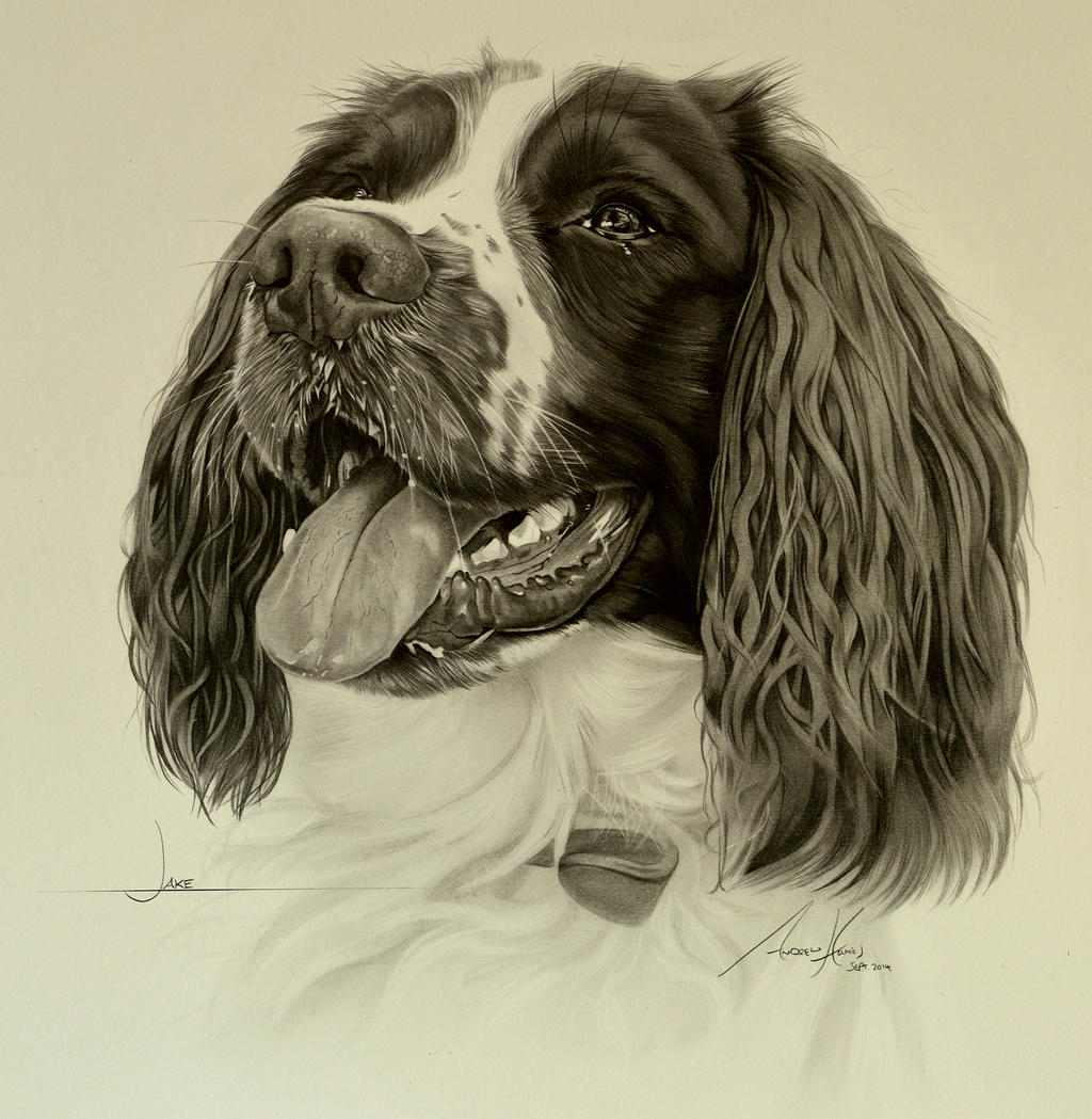 Commission - Springer Spaniel 'Jake' by Captured-In-Pencil on DeviantArt