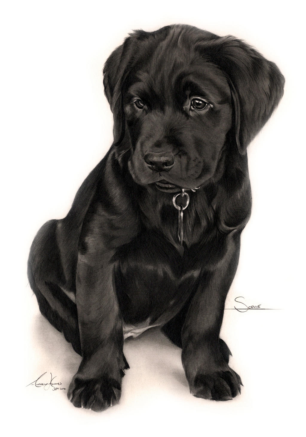 Black Lab Deviantart Commission - Black Labrador puppy 'Sophie' by Captured-In-Pencil on ...