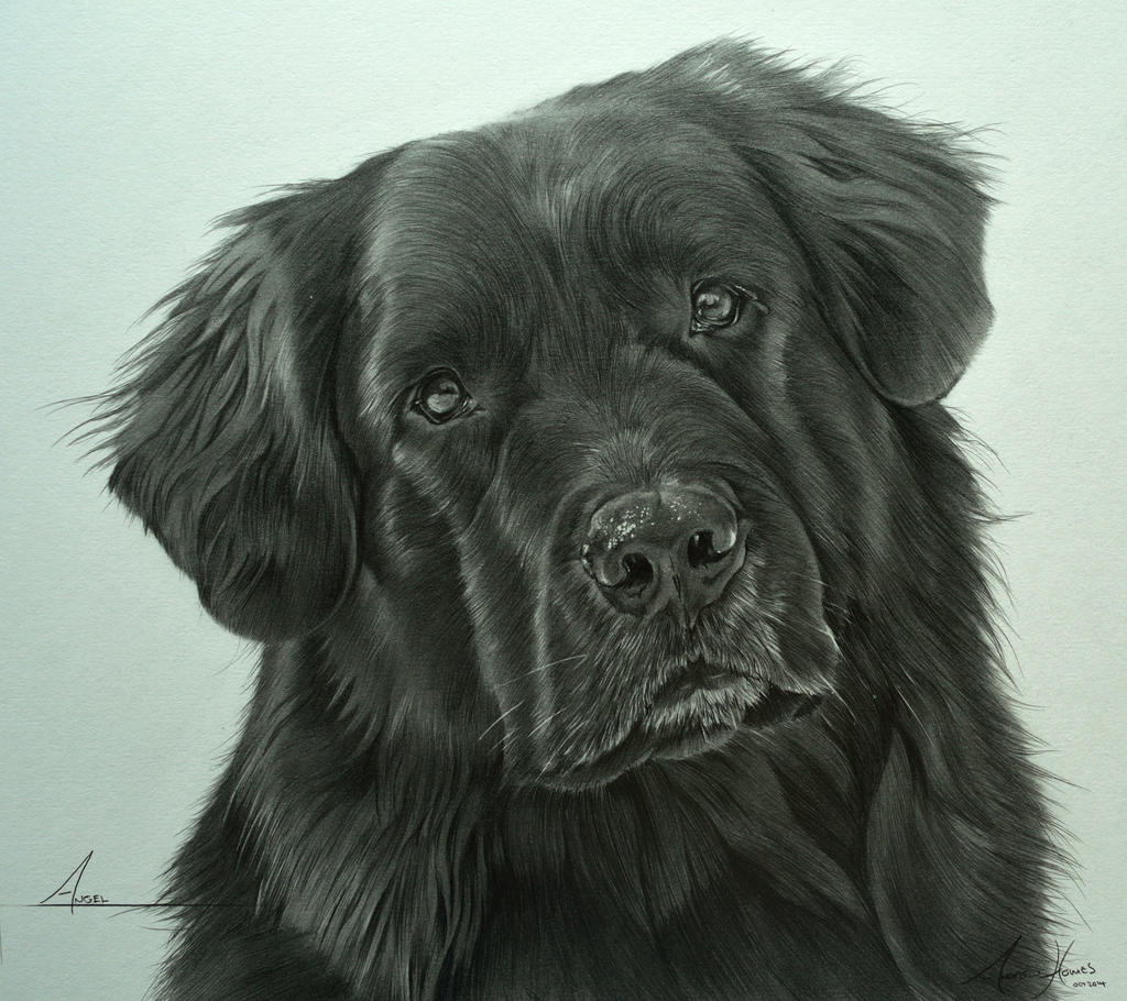 Commission - Newfoundland cross 'Angel'