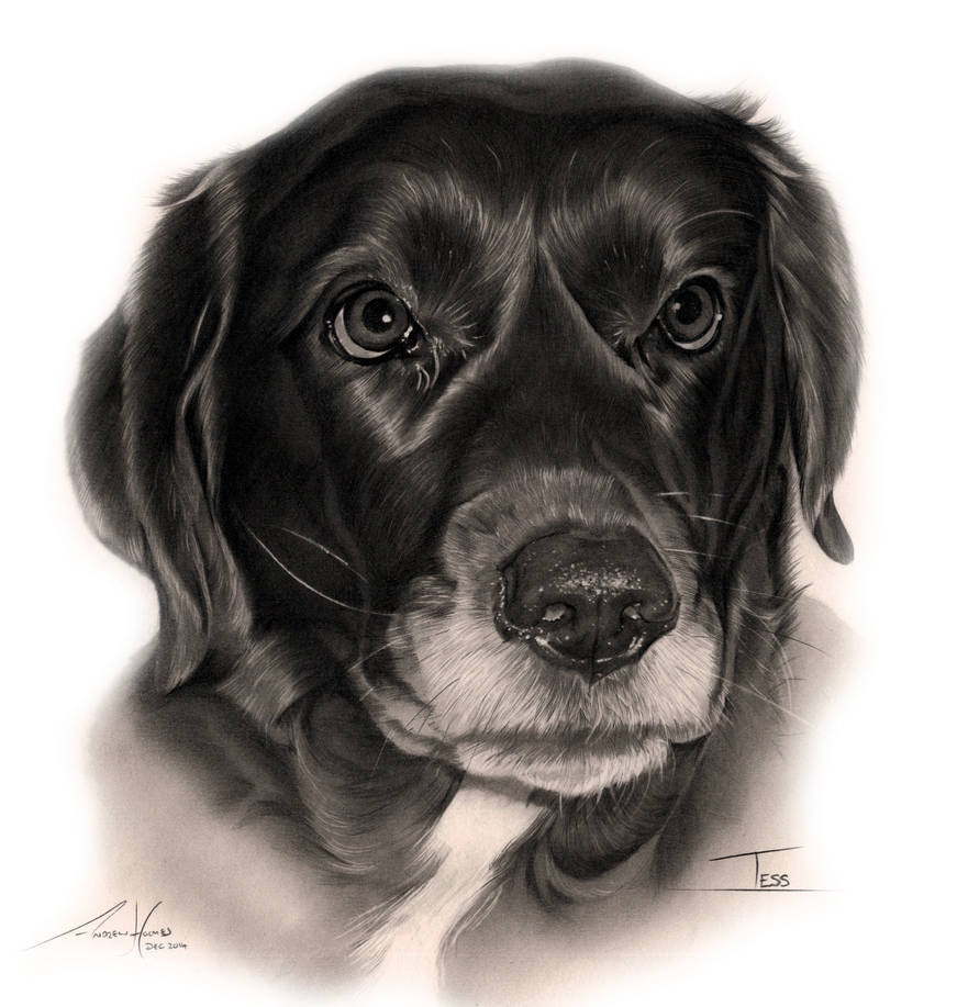 Black Lab Deviantart Commission - Black Labrador 'Tess' by Captured-In-Pencil on DeviantArt