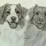 Commission - 2 Nova scotia duck tolling retrievers