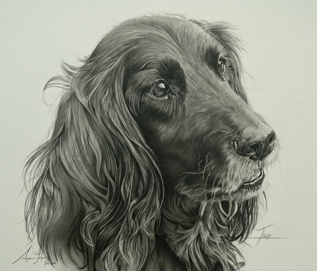 Commission - Sprocker Spaniel 'Tilly'