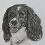 Commission - Springer spaniel 'Monty'