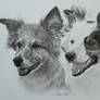 Commission - Border Collies 'Bo and Meg'