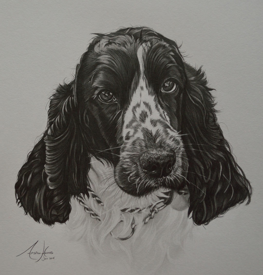 Commission - Cocker Spaniel 'Megan'