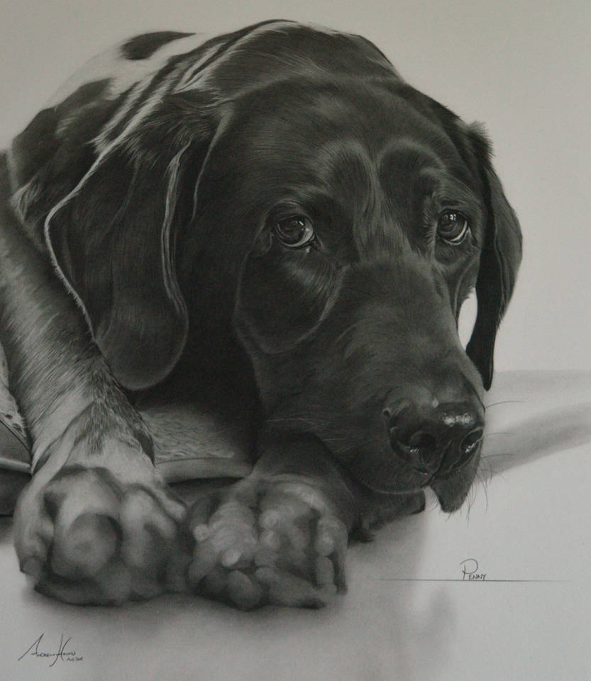 Commission - Black Labrador 'Penny'