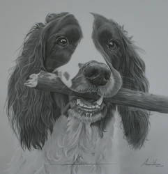 Commission - Springer Spaniel 'Austin'