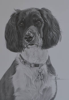 Commission - Springer Spaniel 'Alfie'