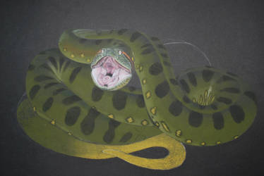 anaconda by leonsamar