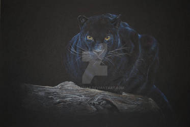 Pantera by leonsamar