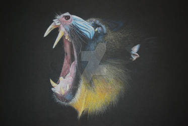 Mandril by leonsamar
