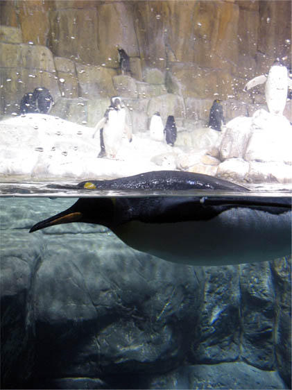 Penguins 3 by BeautifulDragon322 on DeviantArt