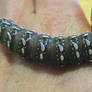 Mesquite Moth Caterpillar 2