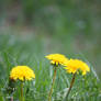 Wild Dandilions