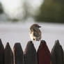 Finch On A Fence