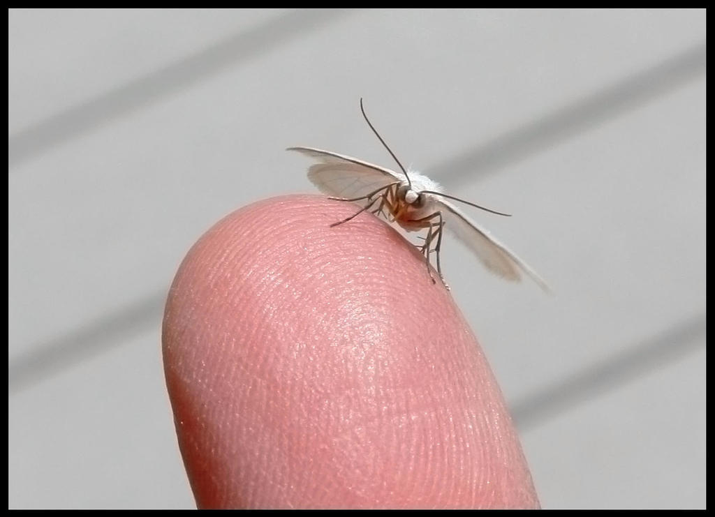 Mini Moth by BeautifulDragon322 on DeviantArt