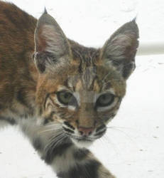 Young Bobcat Portrait