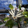 2011 Butterfly