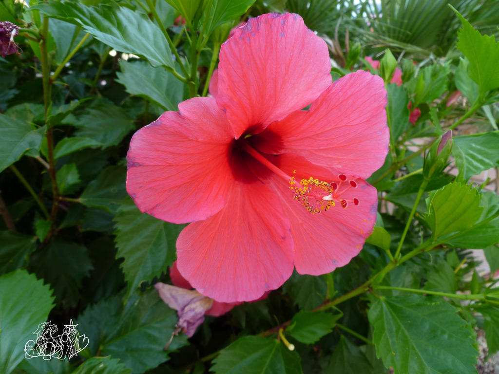 Hibiscus