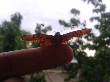 Butterfly 2