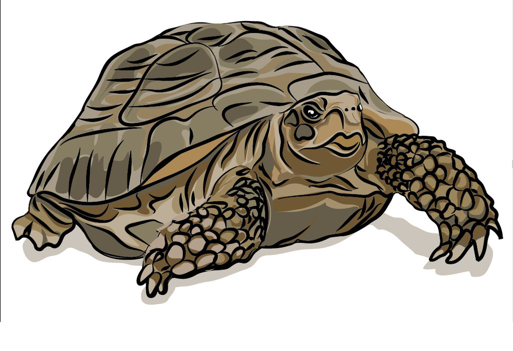 Deviantart Softshell Turtle turtle by Shy-Wahyu on DeviantArt