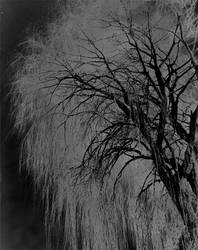 Weeping Willow