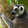 Ring-tailed Lemur