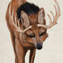 Maned Wolf with Antlers