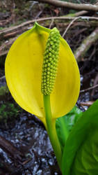 Yellow Spring Flower