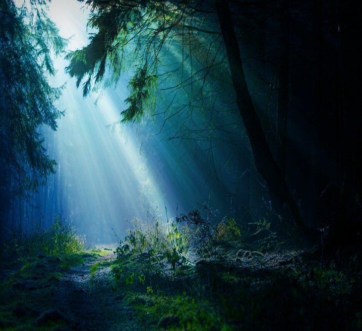 Dark Forest