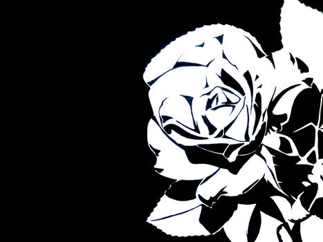 Black and White Rose