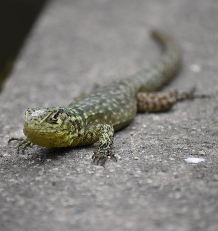 Li Lizard Lizerd by Eladermoon on DeviantArt