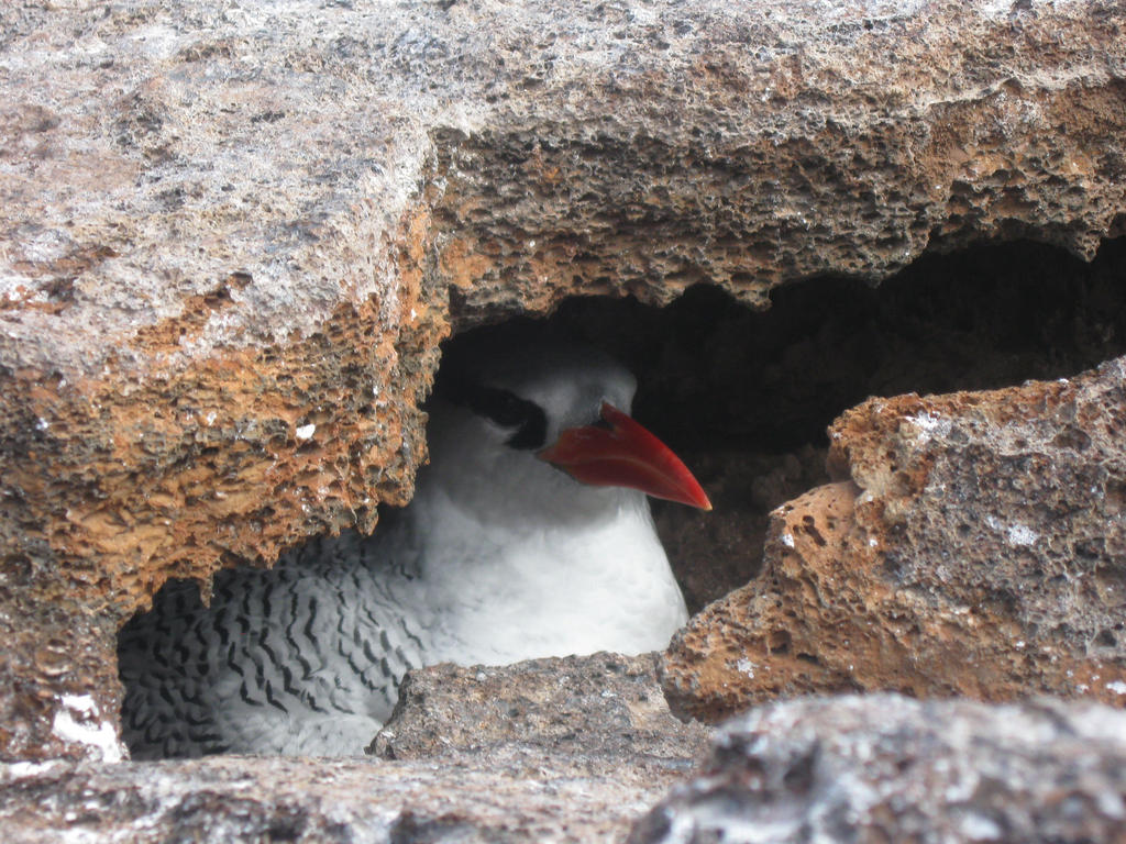 Galopigos gull