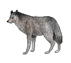 Pixel wolf