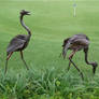 brolga Pair