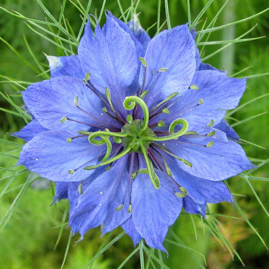 Blue Nigella Flower