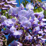 Wisteria flowers