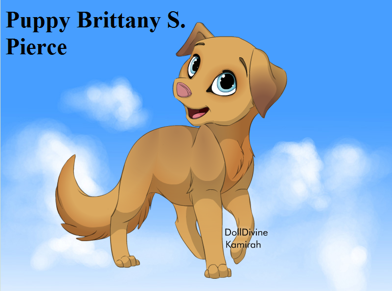 Puppy Brittany