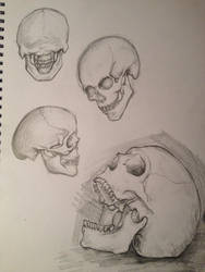 Anatomy: Skulls