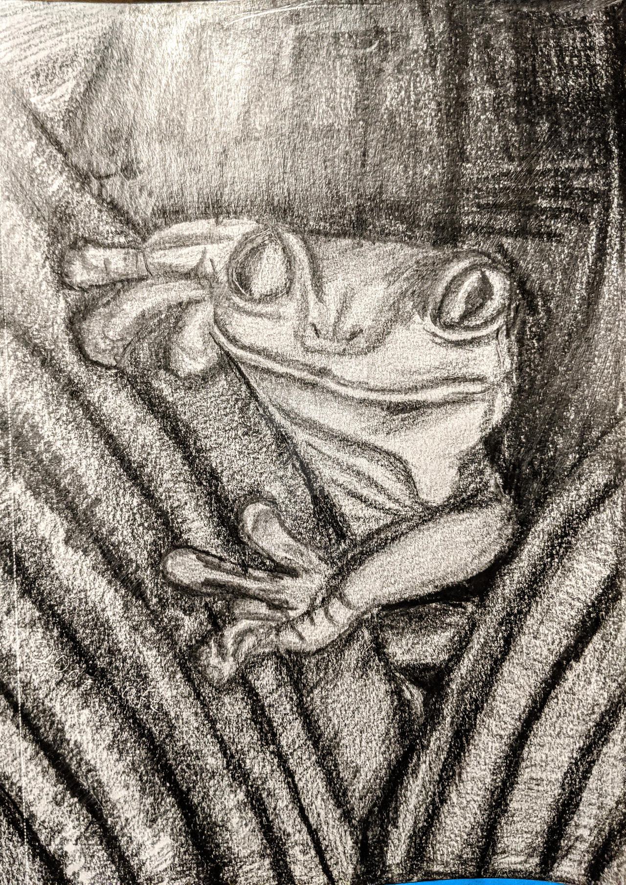 picture Red Eyed Tree Frog Line Drawing red eyed tree frog sketch by kikiwhite