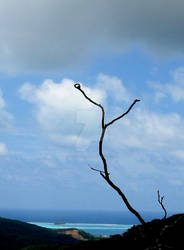 TREES HAWAII