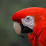 Macaw