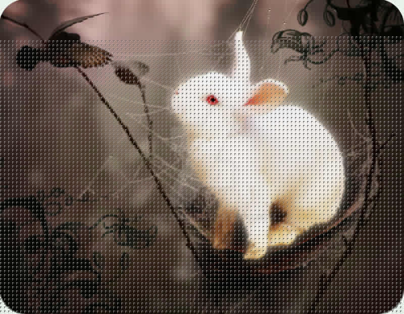 Melhor horário para jogar Fortune Rabbit: dicas de especialistas