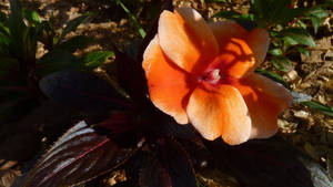 Orange Flower (shining like a metal)