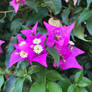 Pink flowers with white flower inside