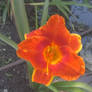 Orange Flower (M) (2)