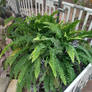 Boston Fern, Green Leaves